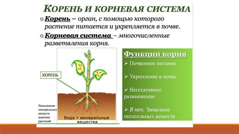 Удобство контроля за корневой системой