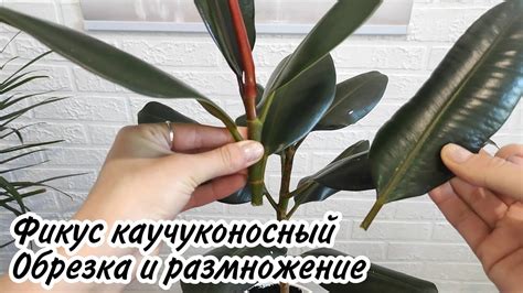 Укрепление и обрезка корней