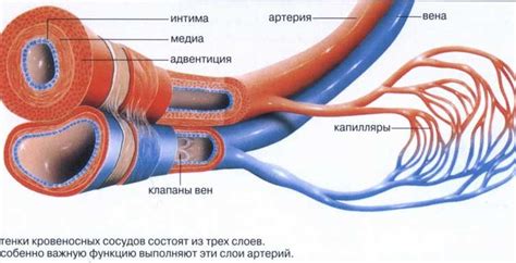 Укрепление капилляров и предотвращение разрушения