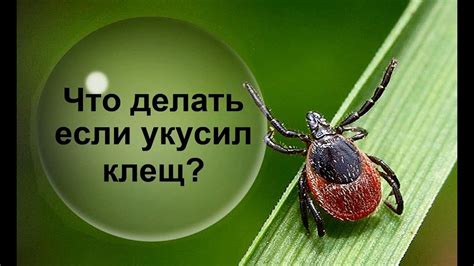 Укус клеща: что делать в поликлинике?