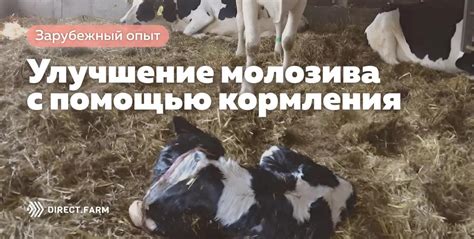 Улучшение жирности молока с помощью рационального кормления