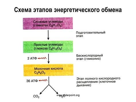 Улучшение энергетического обмена в организме