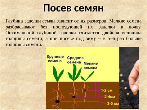 Улучшенные методы посадки и ухода за озимыми культурами