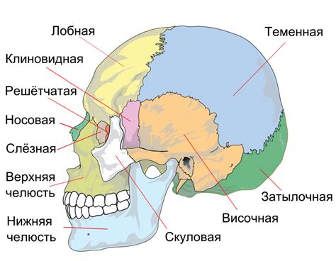 Уникальное строение черепа человека