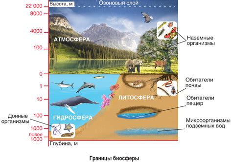 Уникальность и разнообразие биосферы