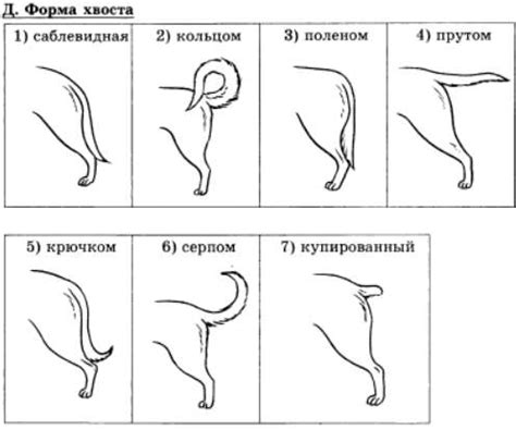 Уникальные особенности хвостов у разных видов