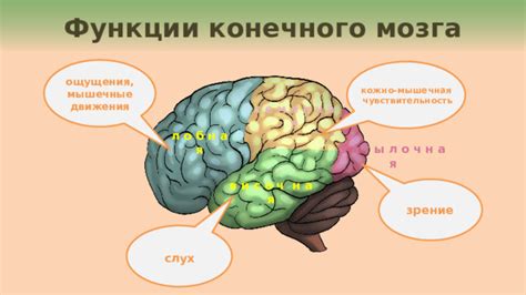 Уникальные функции конечного мозга человека