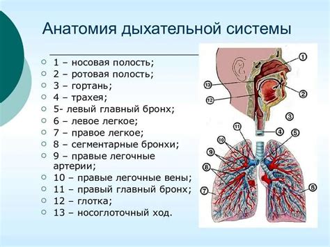 Уникальные черты анатомии и функции