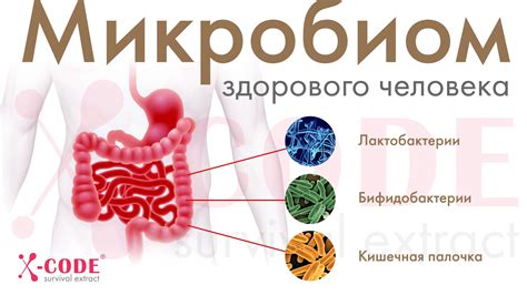 Употребление пробиотиков и пребиотиков