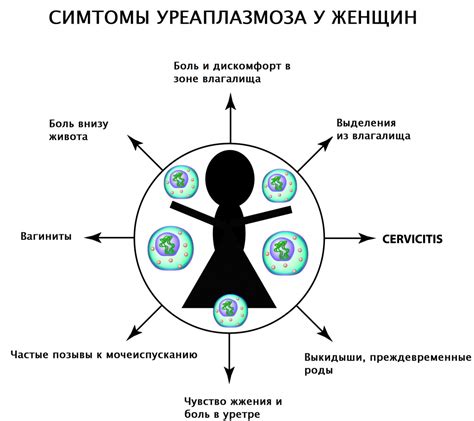 Уреаплазма парвум: методы лечения у женщин