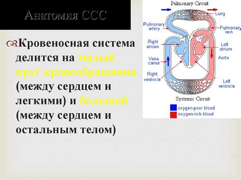 Уровень гематокрита 54 и сердечно-сосудистая система