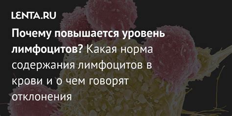 Уровень лимфоцитов 13: что это означает?