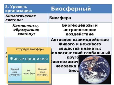 Уровень организации живого вещества: определение и понятие