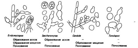 Уровни опасности клеточных изменений