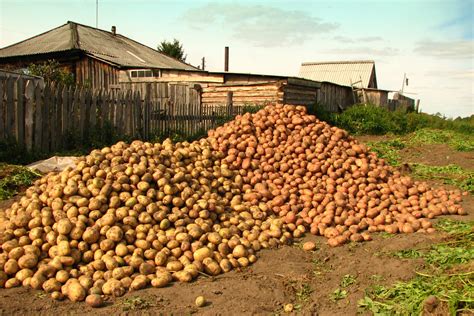 Урожай картофеля является благоприятной предыдущей культурой