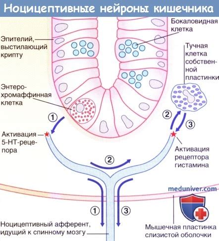 Усиление перистальтики кишечника