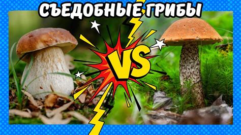 Усиление природного вкуса грибов