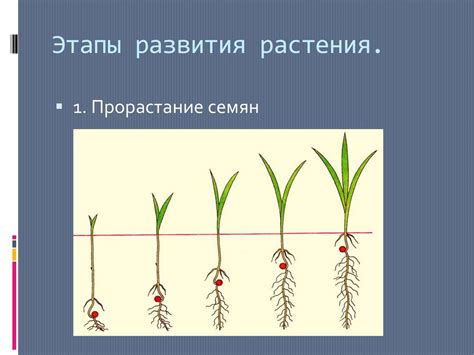 Усиление роста и развития растений