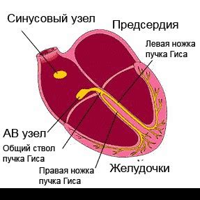 Ускорение сердечного ритма