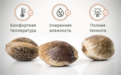 Условия хранения сертифицированных семян