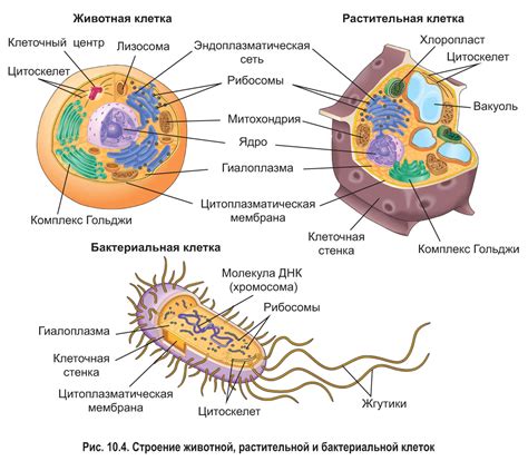 Устройство клеточной стенки растительных клеток