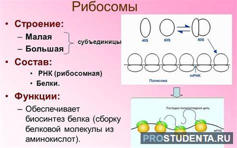 Устройство рибосом: происхождение и функции