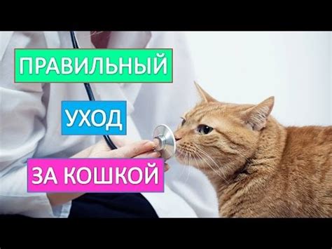 Уход за чужой кошкой