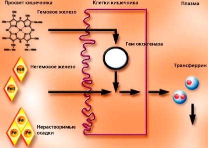 Ухудшение всасывания железа из пищи