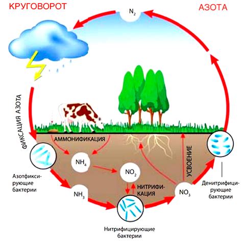 Участие азота в биохимических процессах
