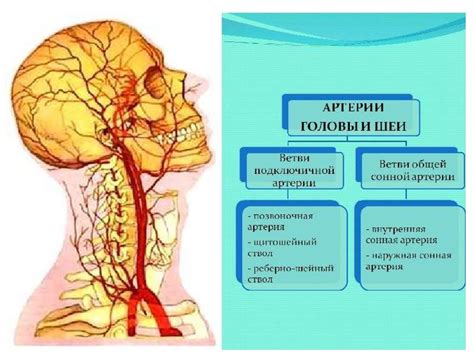 Участие в обеспечении кровоснабжения головы