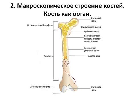 Участие в образовании костной ткани