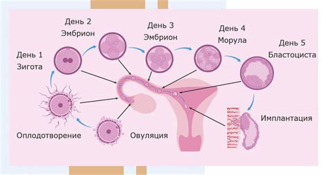 Участие в процессе оплодотворения