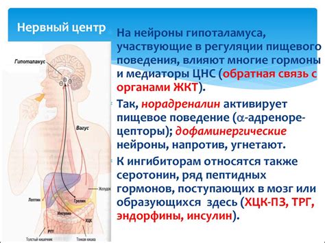 Участие эпиталамуса в регуляции температуры тела