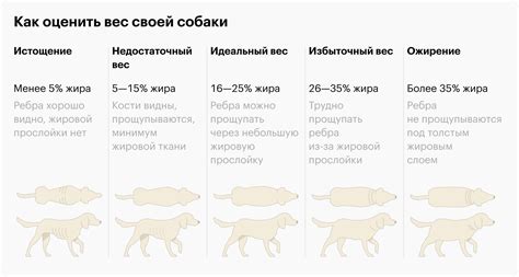 Учитывайте особенности своей собаки при выборе средства