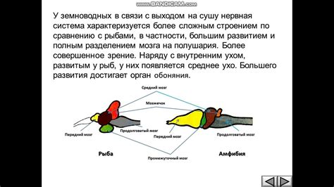 У него развит нервный аппарат