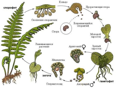 Фазы жизненного цикла высших споровых растений