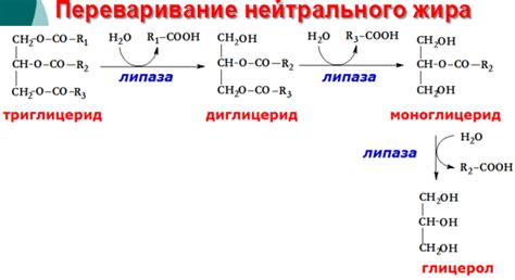 Факторы, влияющие на активацию жира