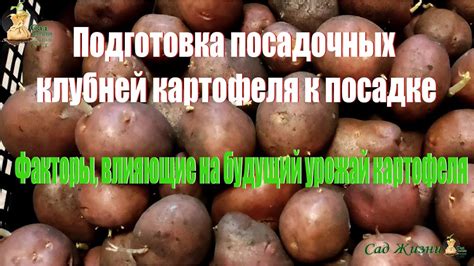 Факторы, влияющие на рассыпчатость картофеля