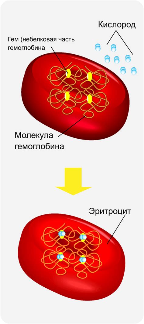 Факторы, влияющие на уровень общего белка