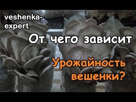 Факторы, влияющие на урожай грибов