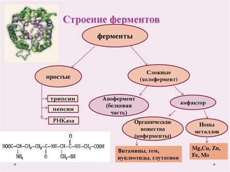 Ферменты