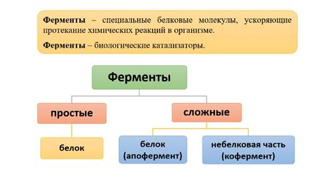 Ферменты и их роль в превращении углеводов