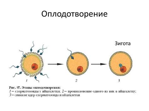 Фертилизация и образование зиготы