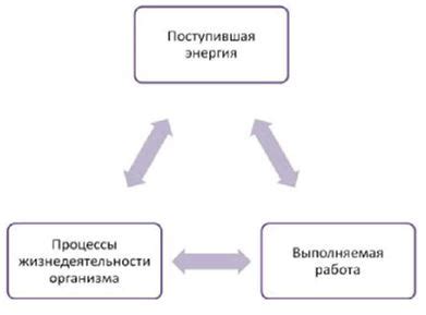 Физиологическая потребность в энергии