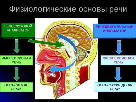 Физиологические аспекты взаимодействия речи и мышления