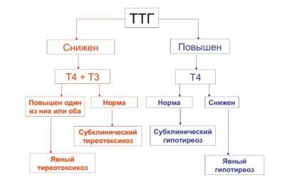 Физиологические аспекты пониженного ТТГ у женщин