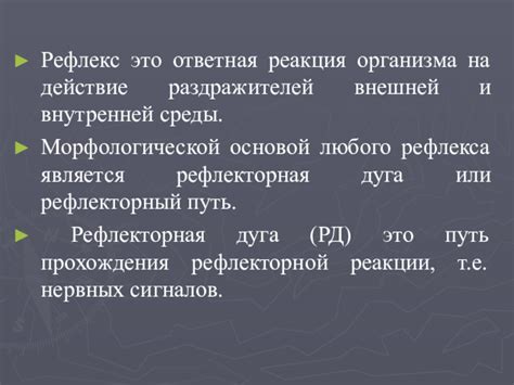 Физиологические аспекты рефлекса: реакция организма и адаптация