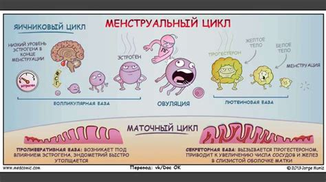 Физиологические особенности строения женского организма