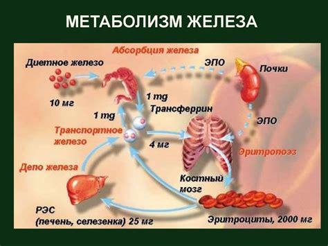 Физиологические процессы, которые влияют на температуру организма