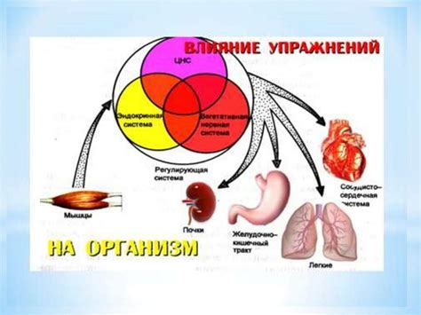 Физиологические функции правого бока